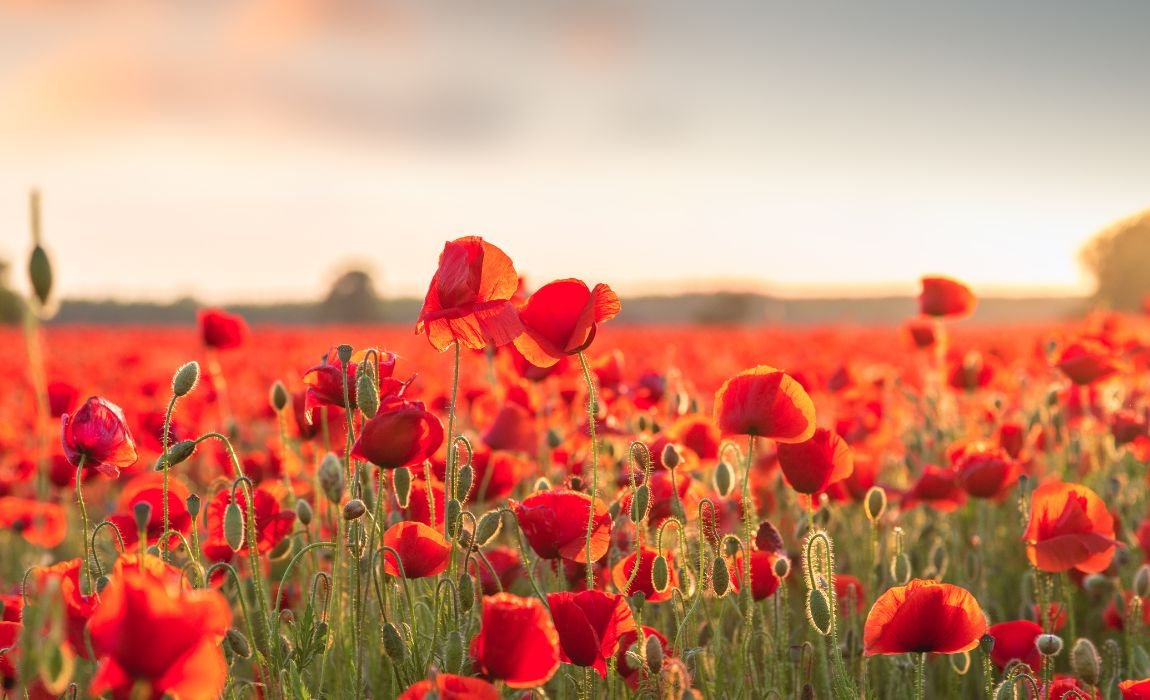 Honoring Remembrance Day in White Rock
