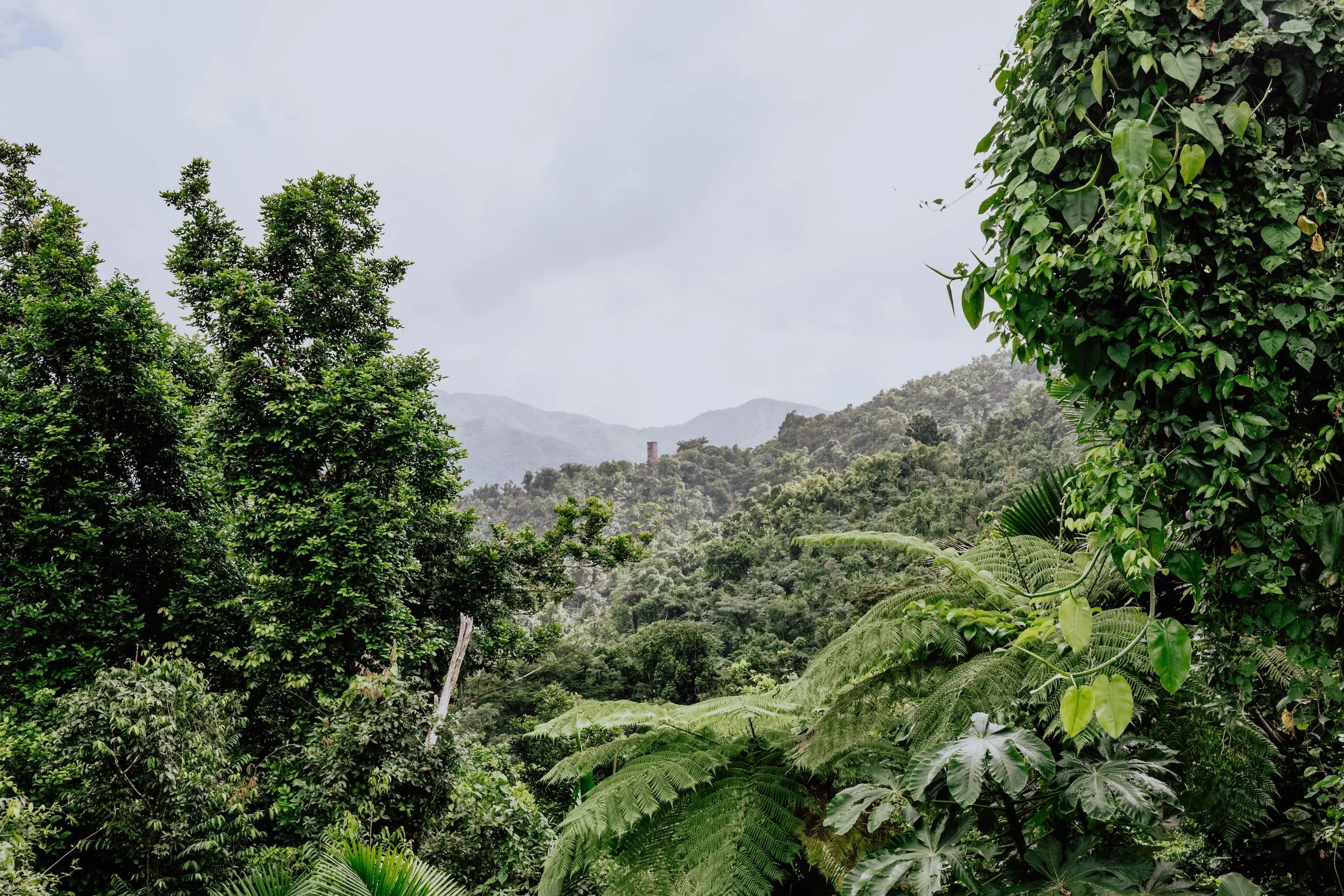 Puerto Rico's El Yunque Park Gets a Coworking Space 