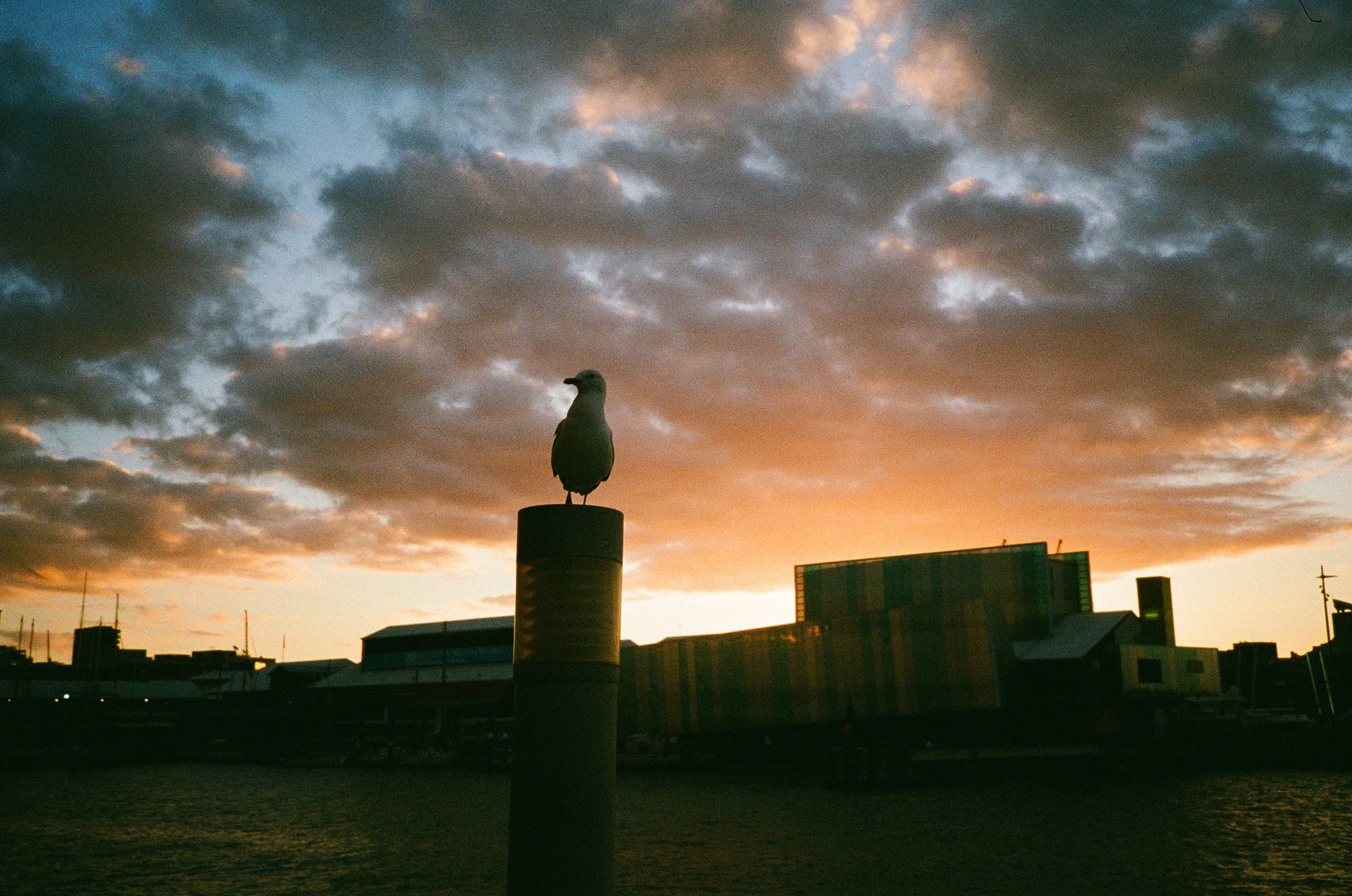 (Auckland - right below our airbnb) My first solo outing around the area 