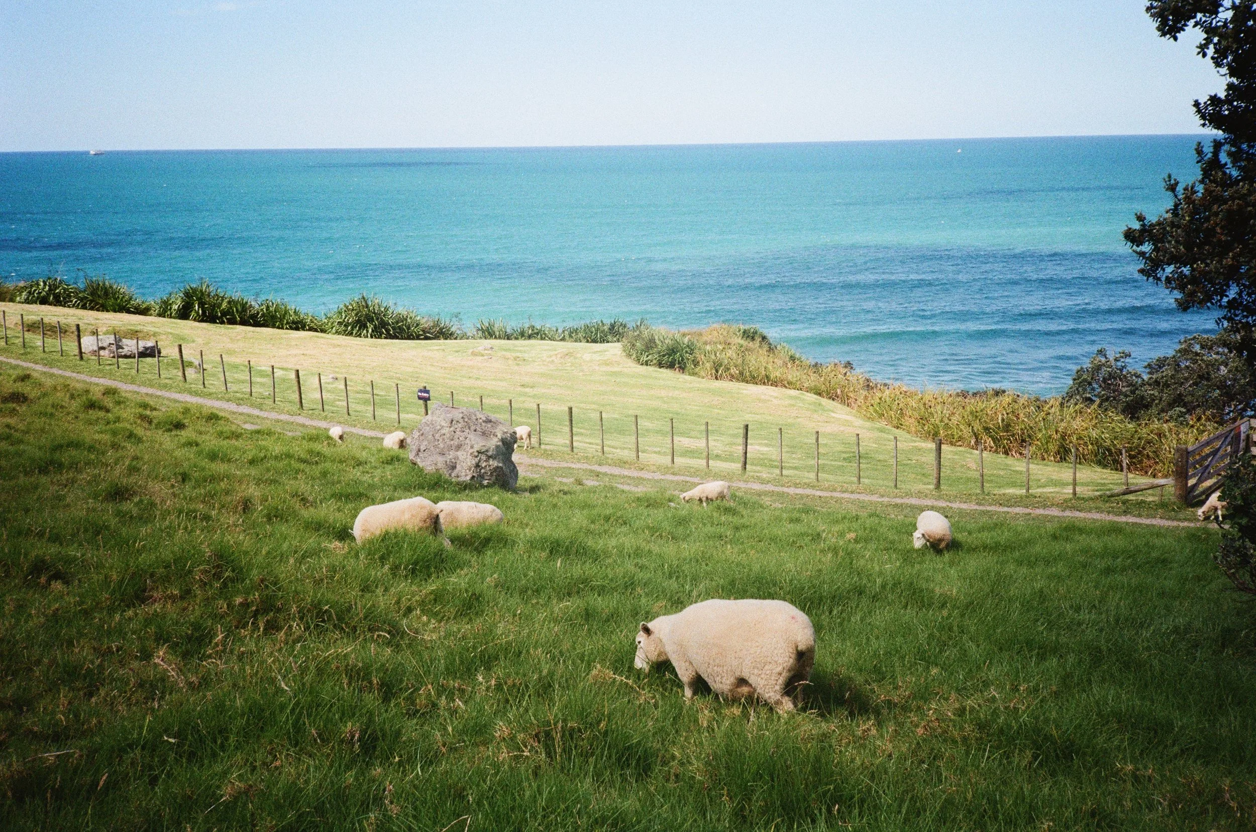(Tauranga) - Climbing up the mount, we passed a group of sheep just hanging out.