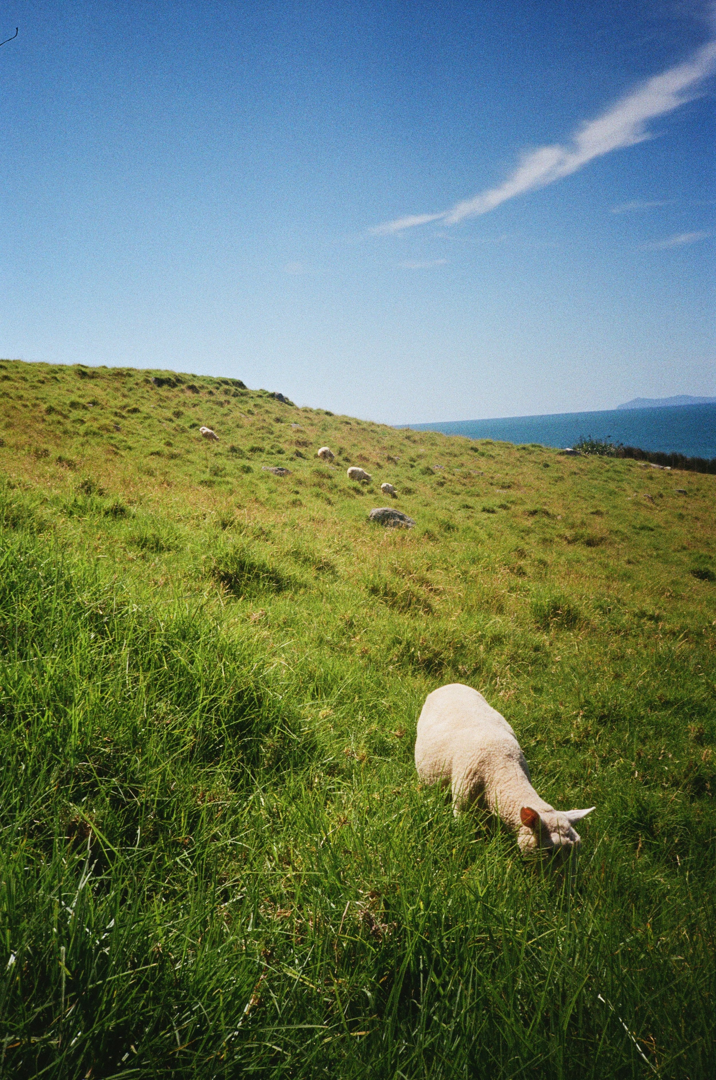 (Tauranga) - Climbing up the mount, we passed a group of sheep just hanging out.