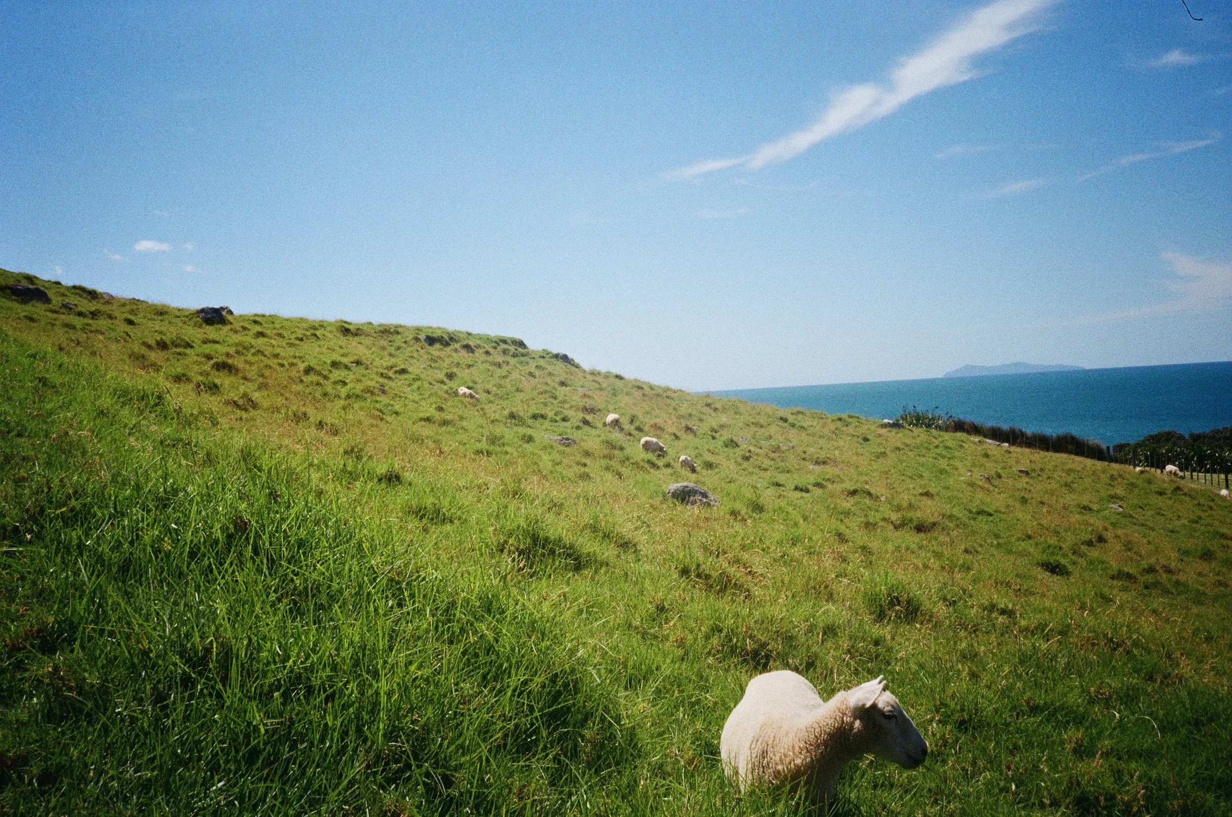 (Tauranga) - Climbing up the mount, we passed a group of sheep just hanging out.