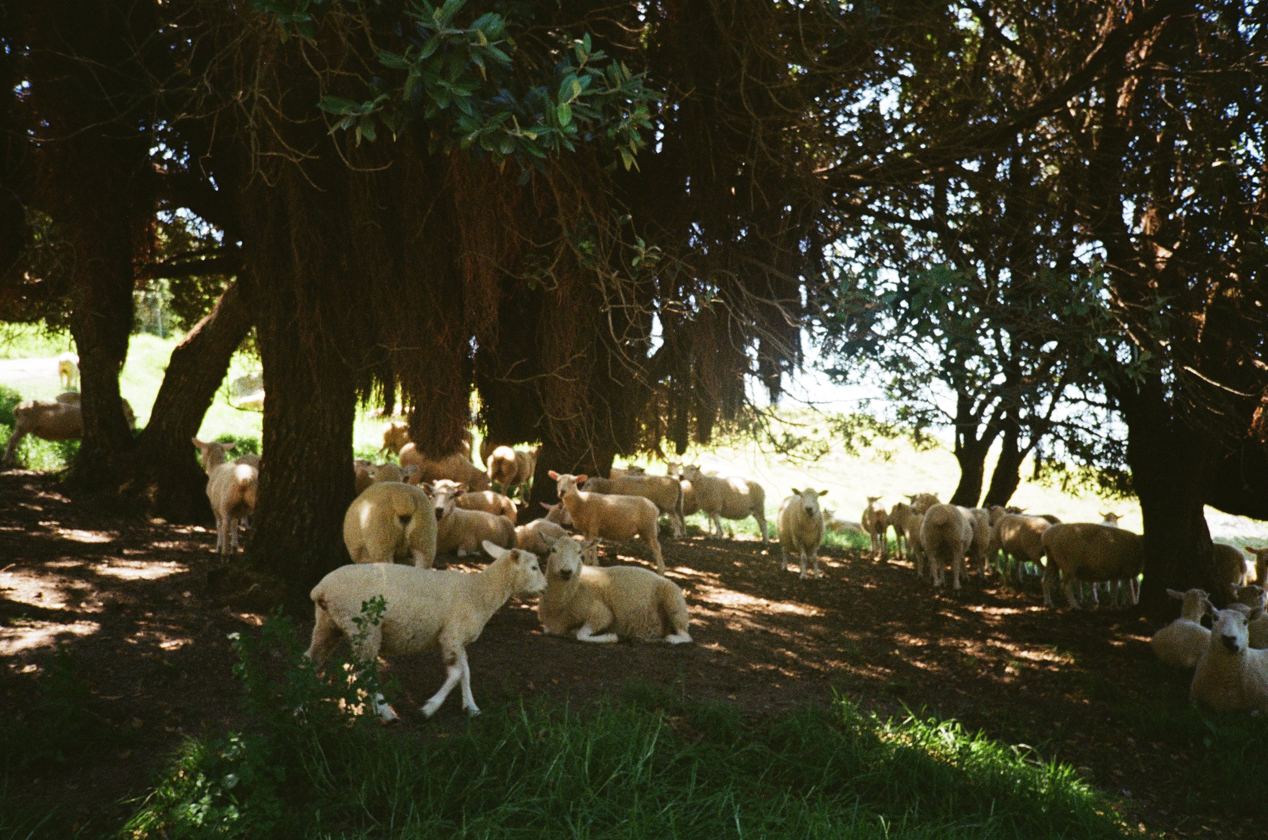 (Tauranga) - Climbing up the mount, we passed a group of sheep just hanging out. Catching some shade under a tree.