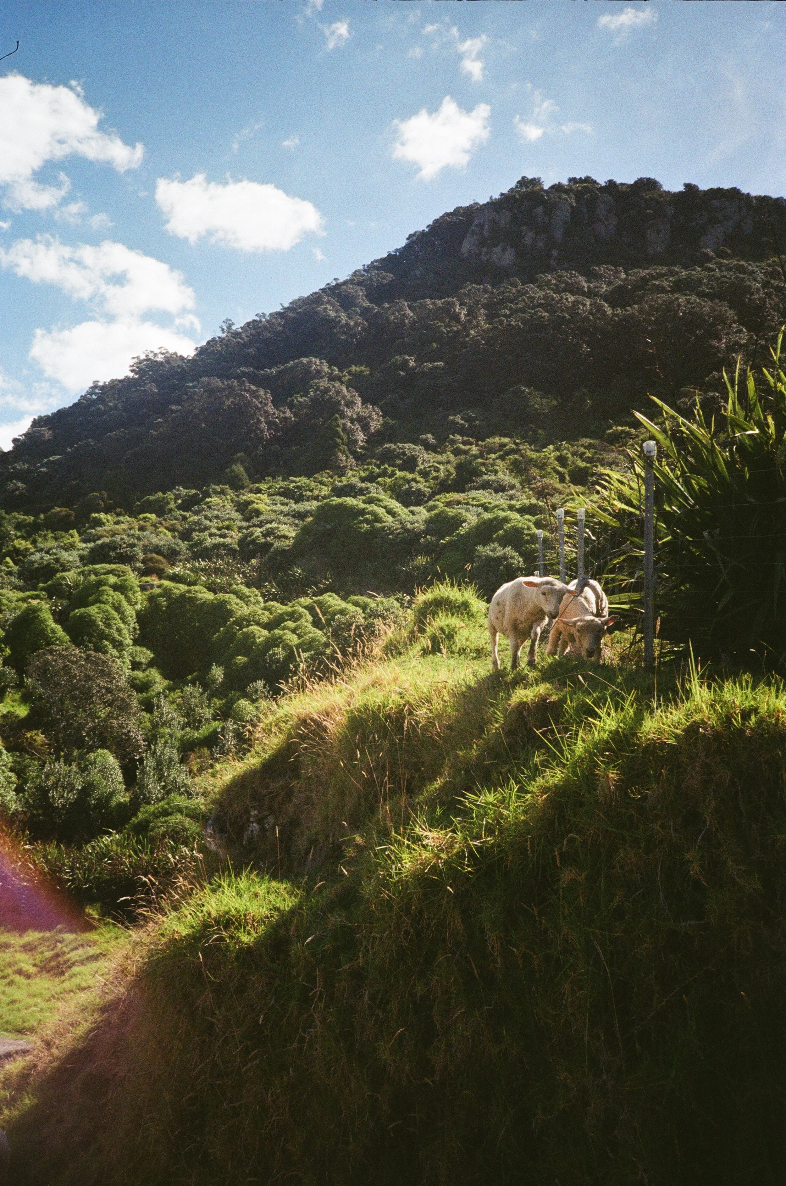 (Tauranga) - Climbing up the mount, we passed a group of sheep just hanging out.