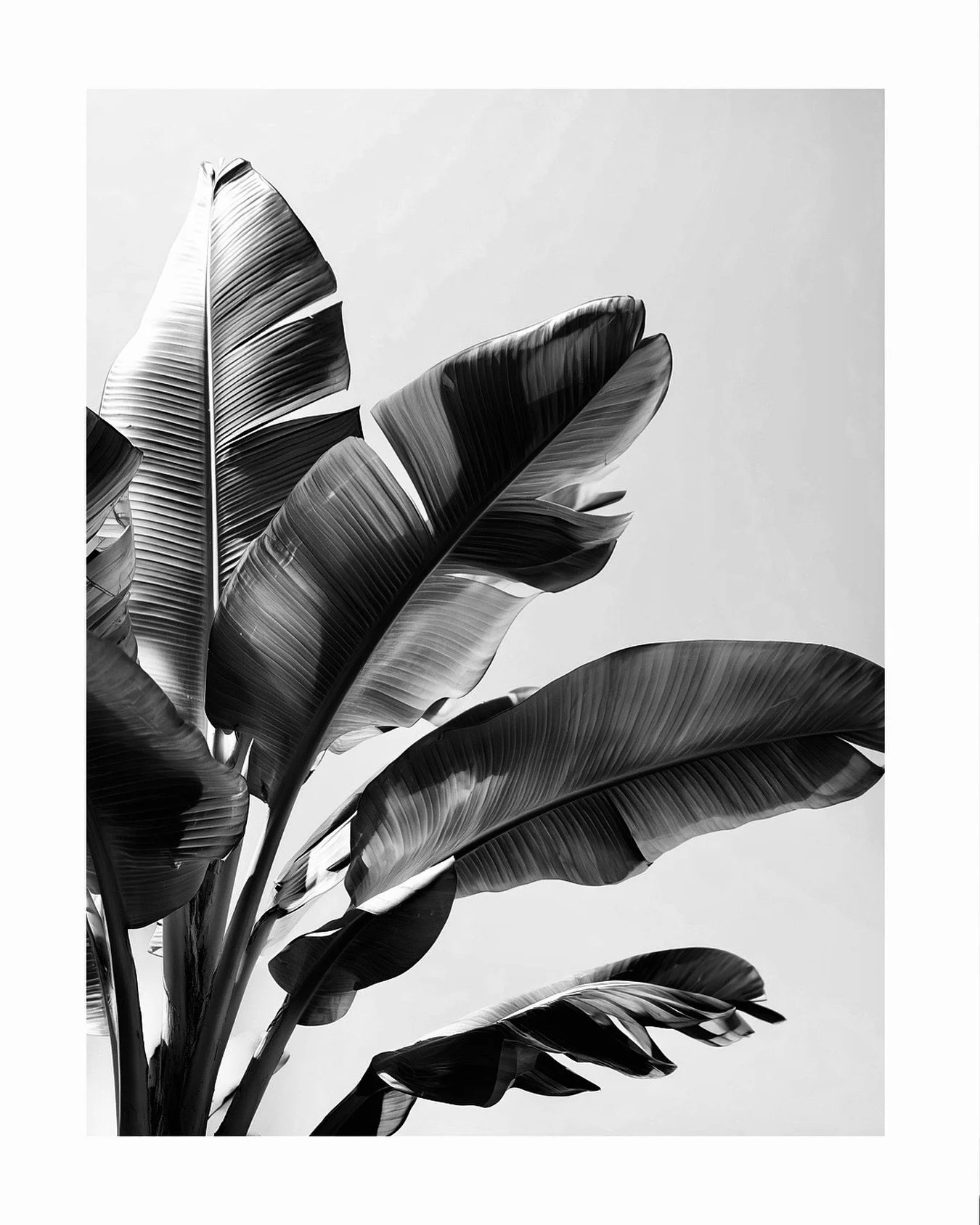 Banana extract for your hair? 
Rich  in potassium and silica to support stronger, shinier strands.
Formulated for hair that lives in salt, sun, and wind.
⠀⠀⠀⠀⠀⠀⠀⠀⠀
⠀⠀⠀⠀⠀⠀⠀⠀⠀
⠀⠀⠀⠀⠀⠀⠀⠀⠀
#TropicalCare #MaiaRitual #OshanHair