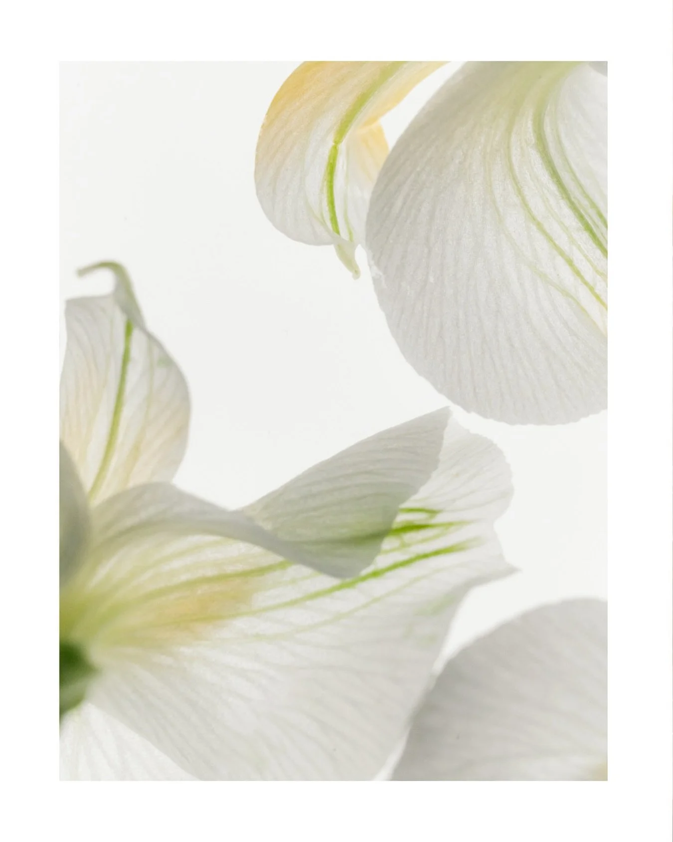 Stay tuned, something new is on the way 🤍... what do you think it is?