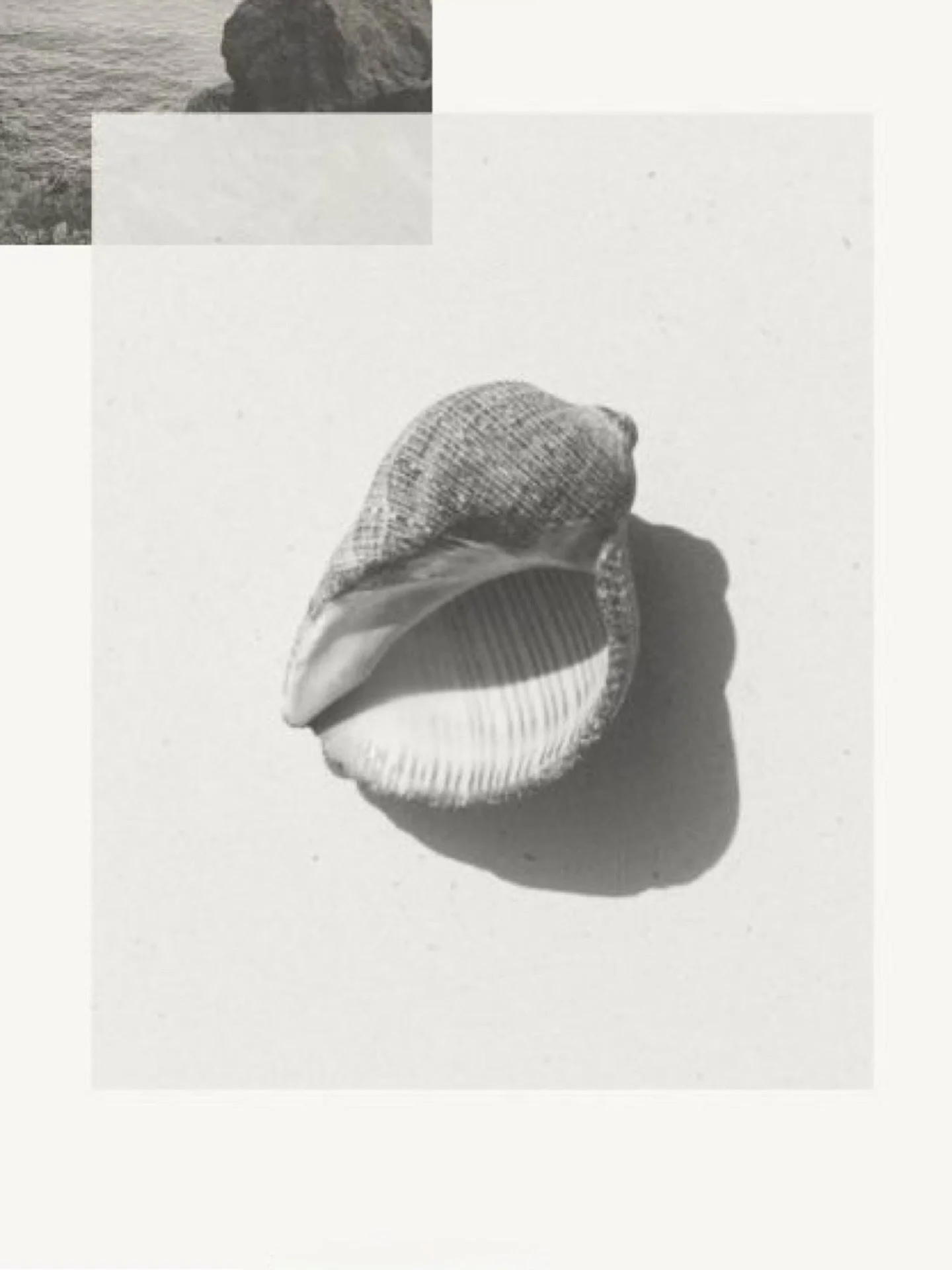 &ldquo;Beauty in things exists in the mind which contemplates them.&rdquo;~ David Hume