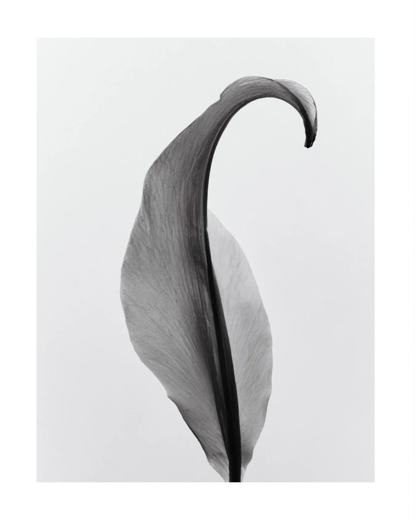 &ldquo;Everything has beauty, but not everyone sees it.&rdquo;