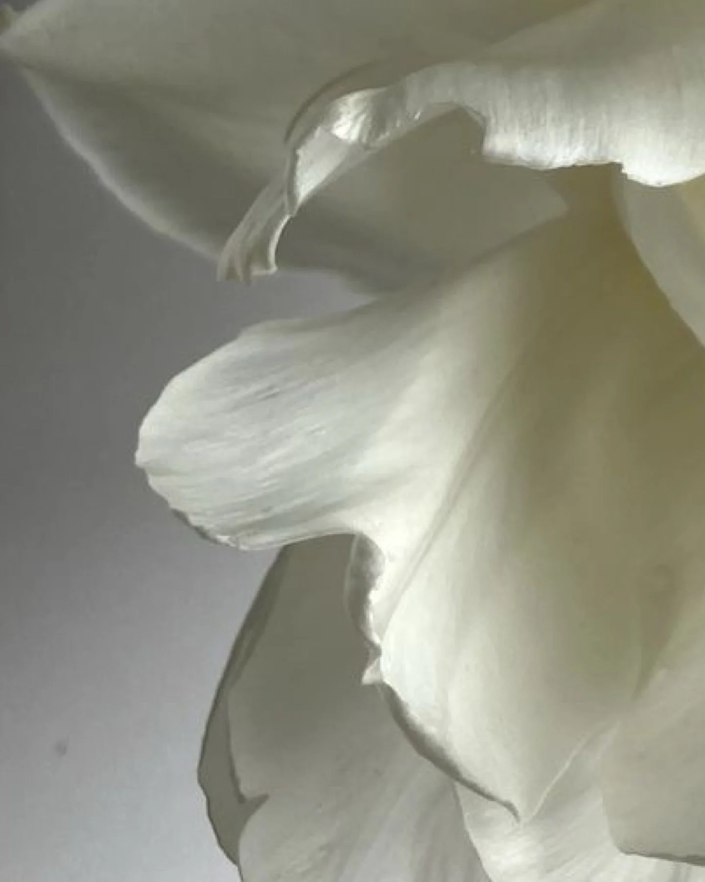 A study in tenderness ~