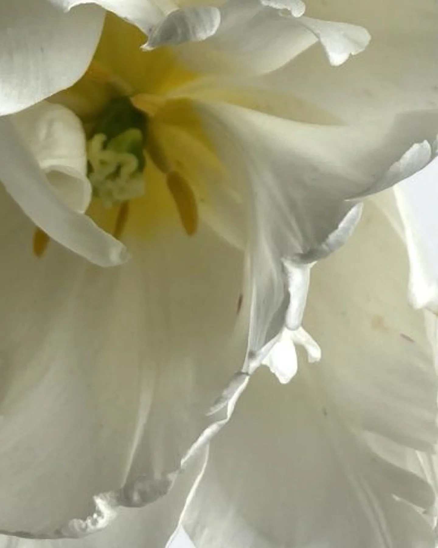 Some things restore us simply by being near🤍