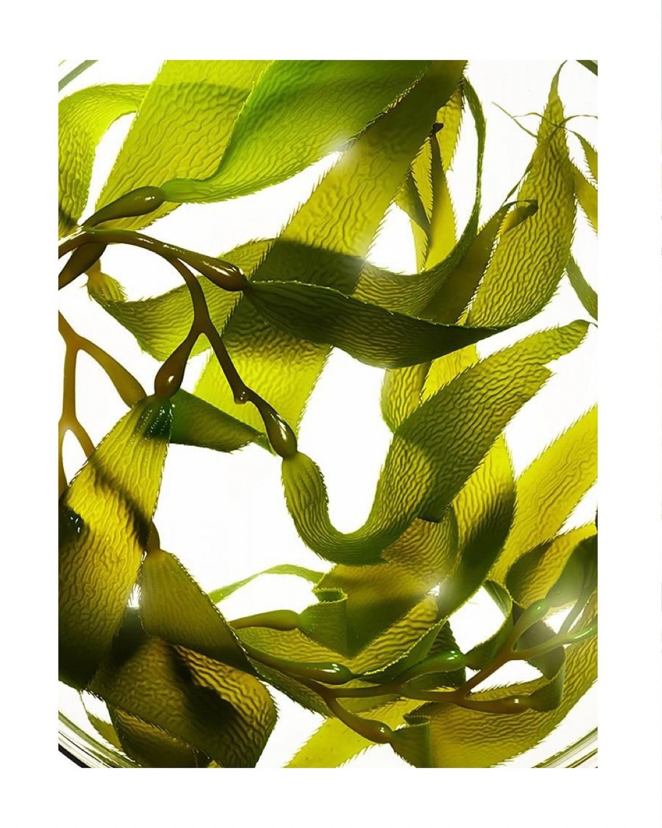 From the sea, a quiet kind of hydration~
Sea kelp bioferment helps give skin that quenched, supple feeling we crave after long days outside~