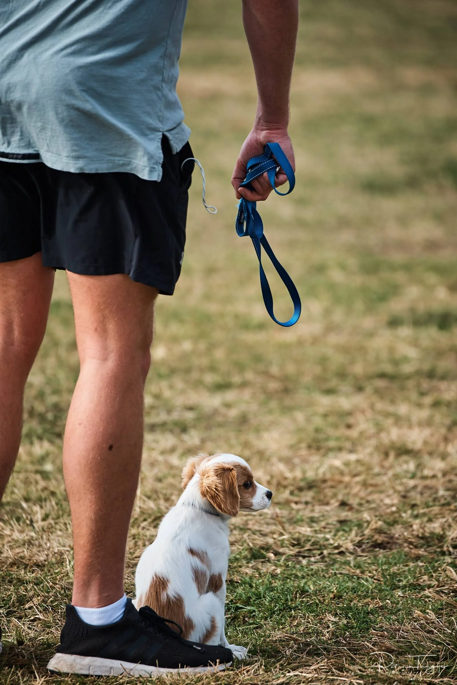 A person standing outdoors in a grassy area, holding a blue leash, with a small brown and white puppy sitting on the ground nearby. The person is wearing black shorts, a gray t-shirt, and black sneakers.