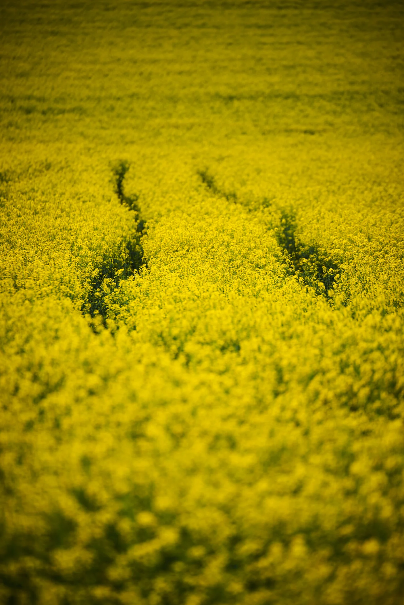 Golden Trails