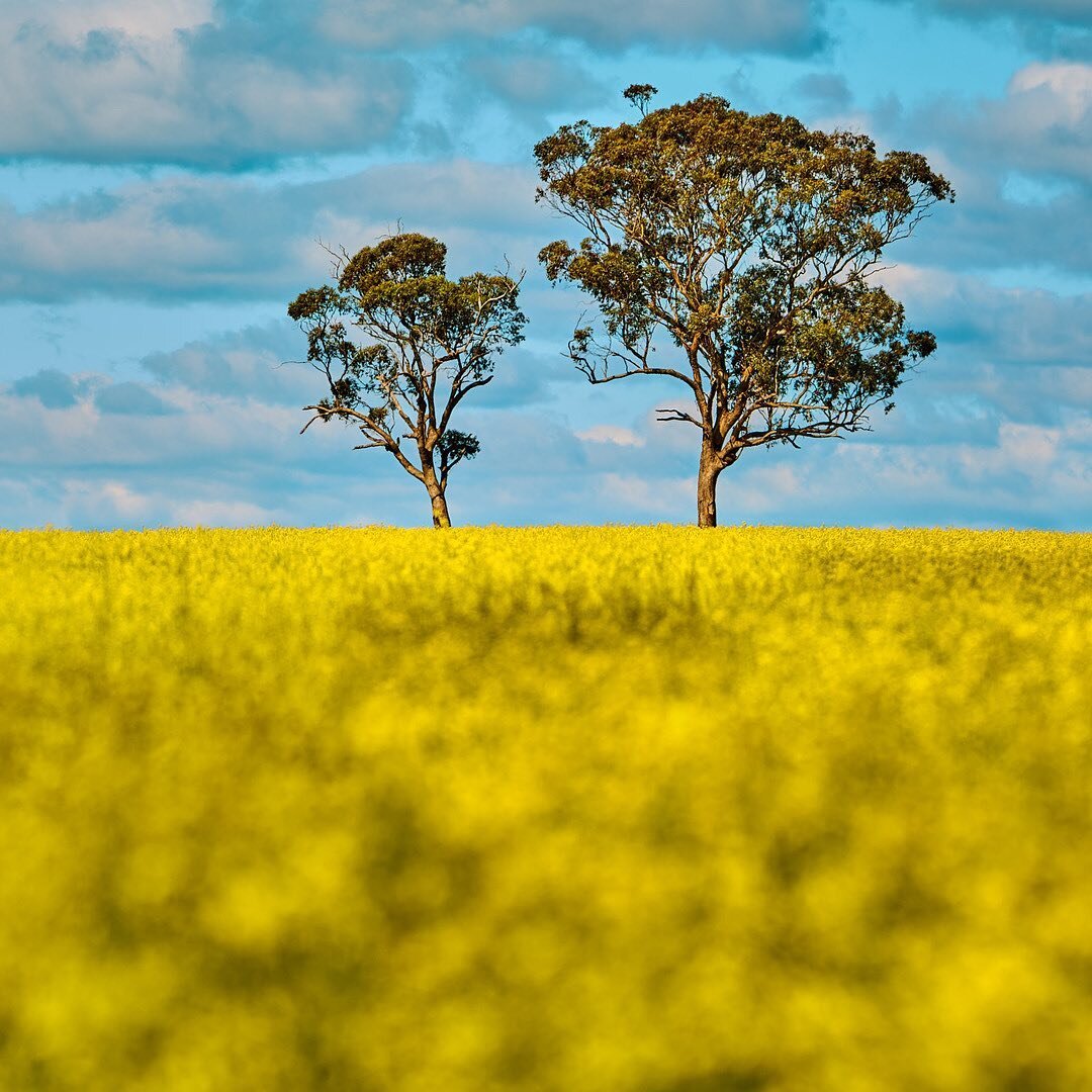 'Feel It Still'
September 27, 2020
⠀⠀⠀⠀⠀⠀⠀⠀⠀
Last year I went to Merriwa at the tail end of the canola season in the hopes of witnessing a countryside rolling in gold. We'd heard word there was still heaps around, so we drove out of town to a place r