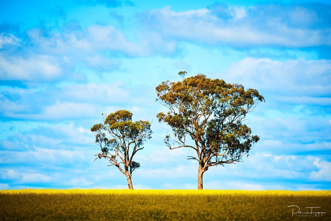 'Standing in the Sun'⠀⠀⠀⠀⠀⠀⠀⠀⠀
Merriwa⠀⠀⠀⠀⠀⠀⠀⠀⠀
September 27, 2020⠀⠀⠀⠀⠀⠀⠀⠀⠀
⠀⠀⠀⠀⠀⠀⠀⠀⠀
I remember standing here patiently waiting for the cloud to cover the sun just right in order to get the bright burst of colour immediately in front of the trees wh