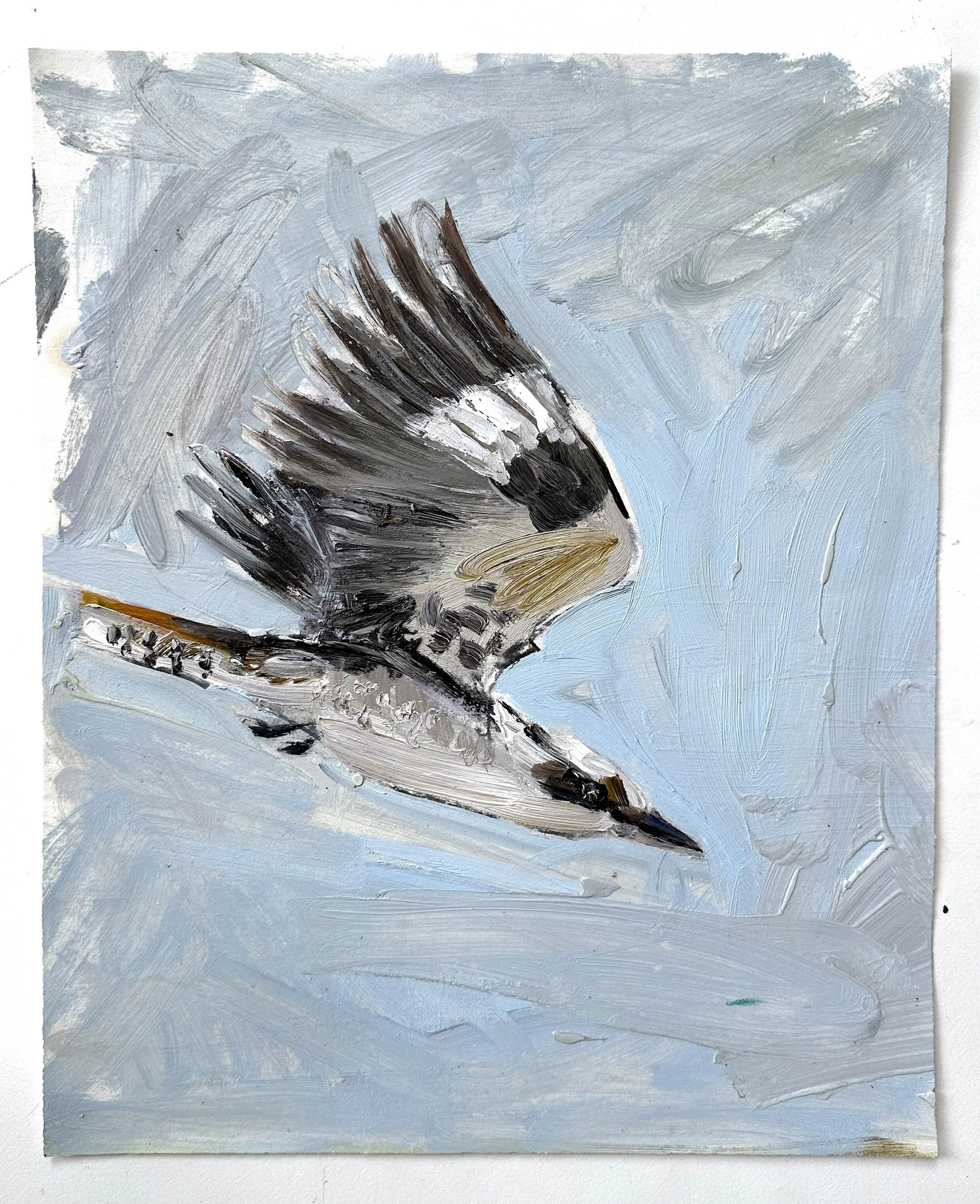 Kooka in flight study.jpg