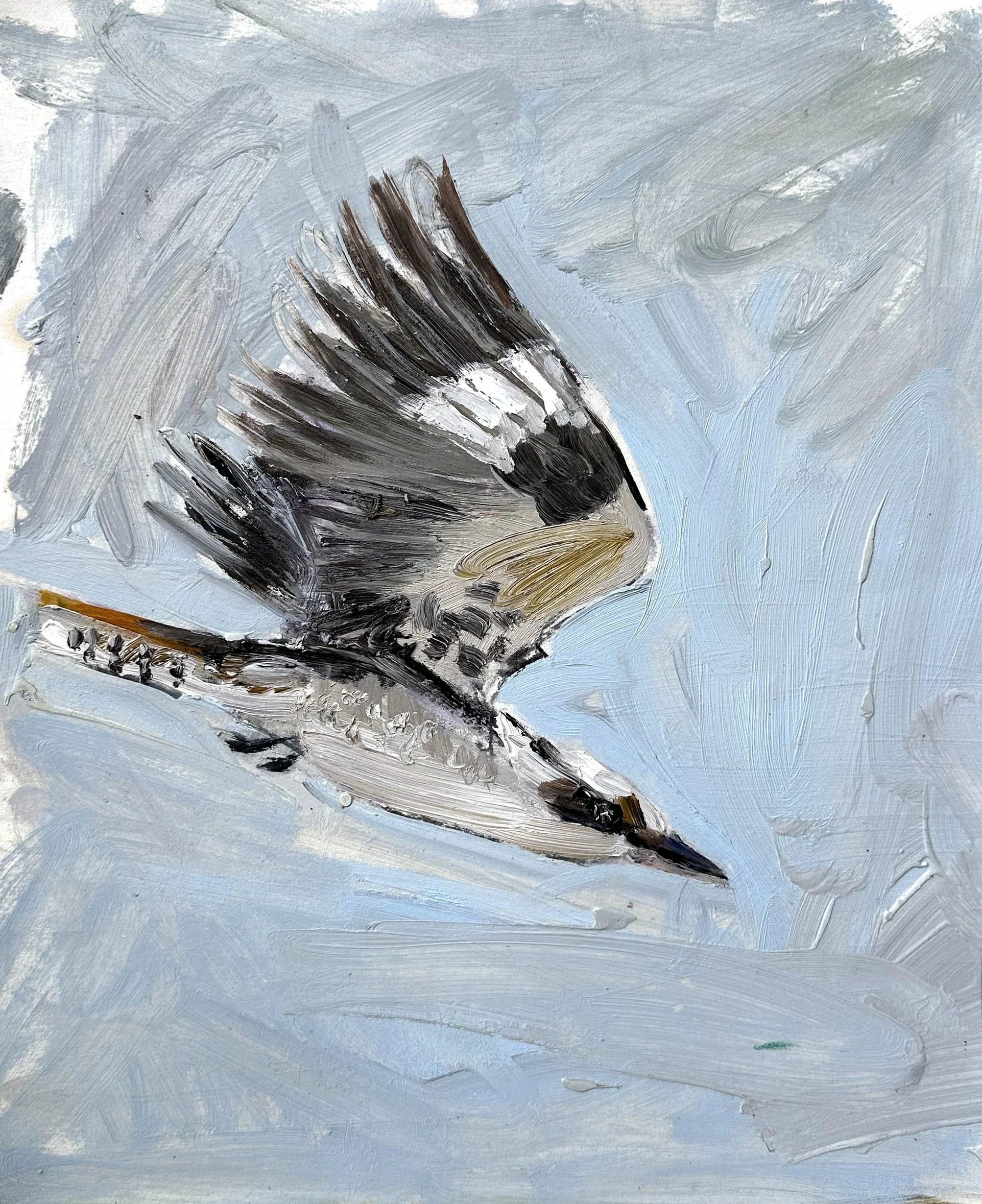 Kooka in flight study size.jpg