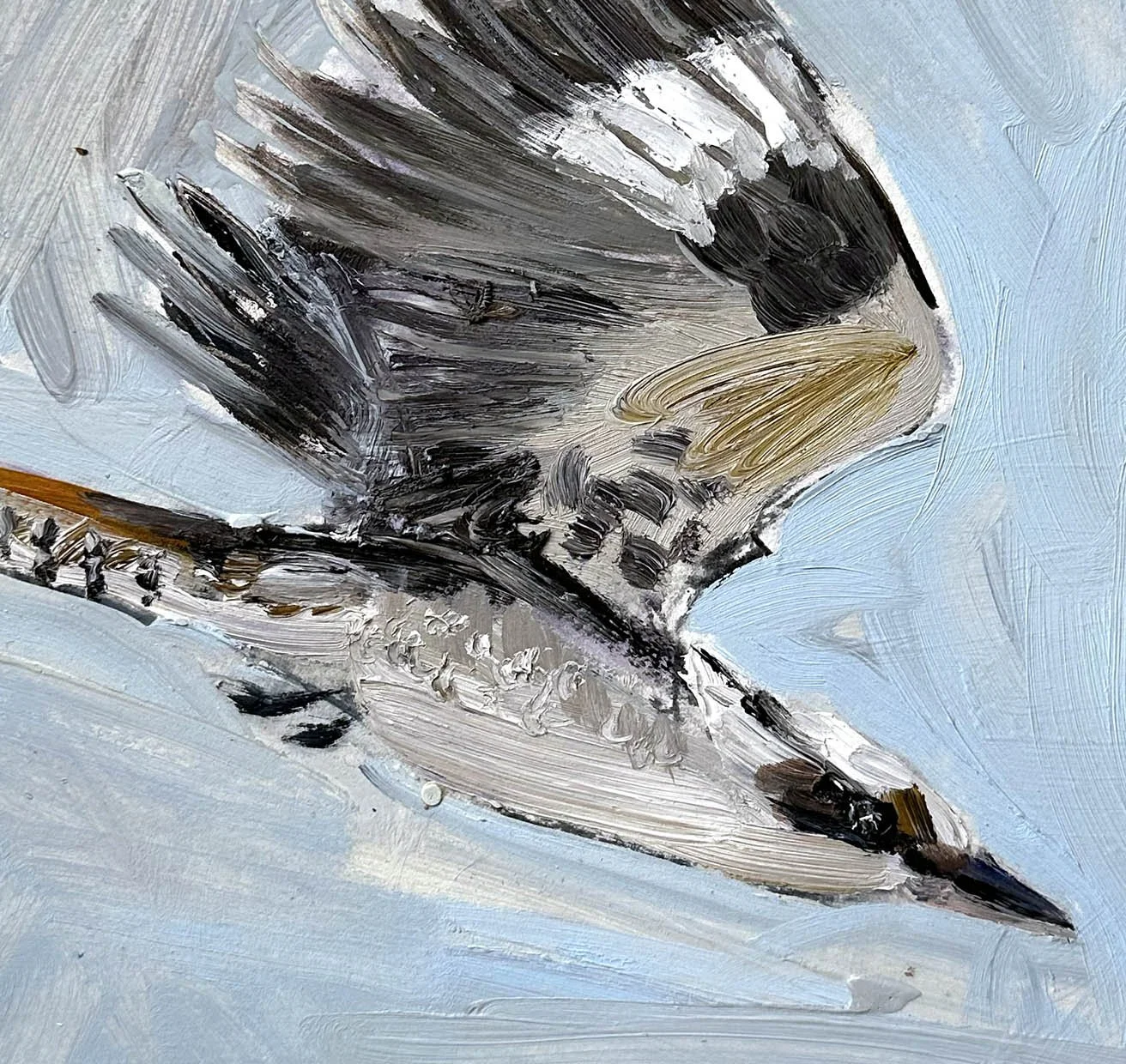 Kooka in flight study detail.jpg