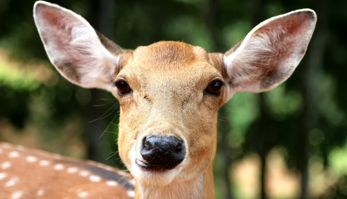 There's Too Many Deer Where I Live