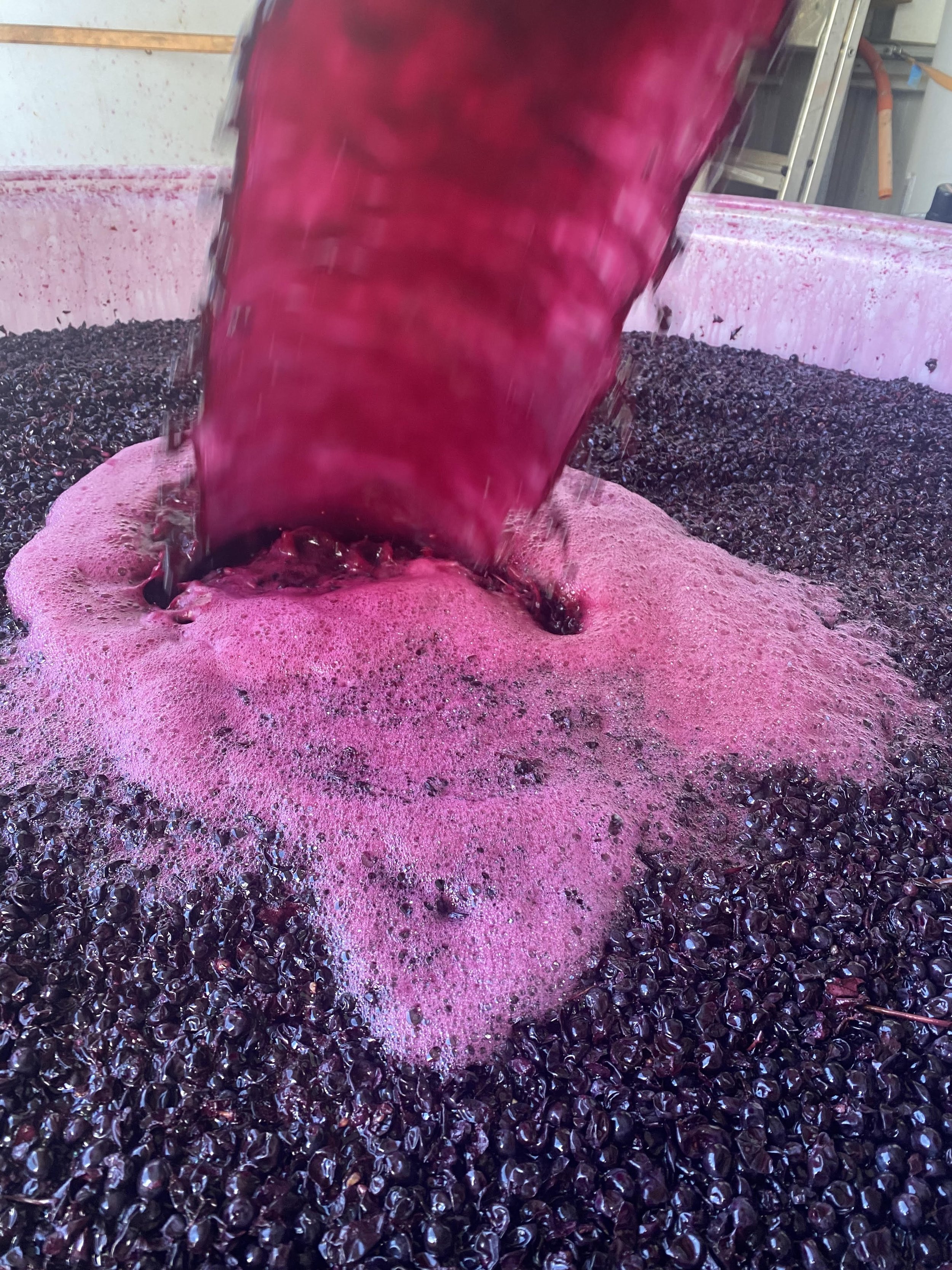 shiraz grapes.jpg