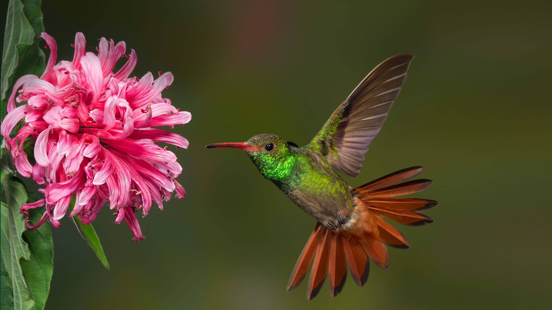 animals_hero_hummingbird_1.jpg