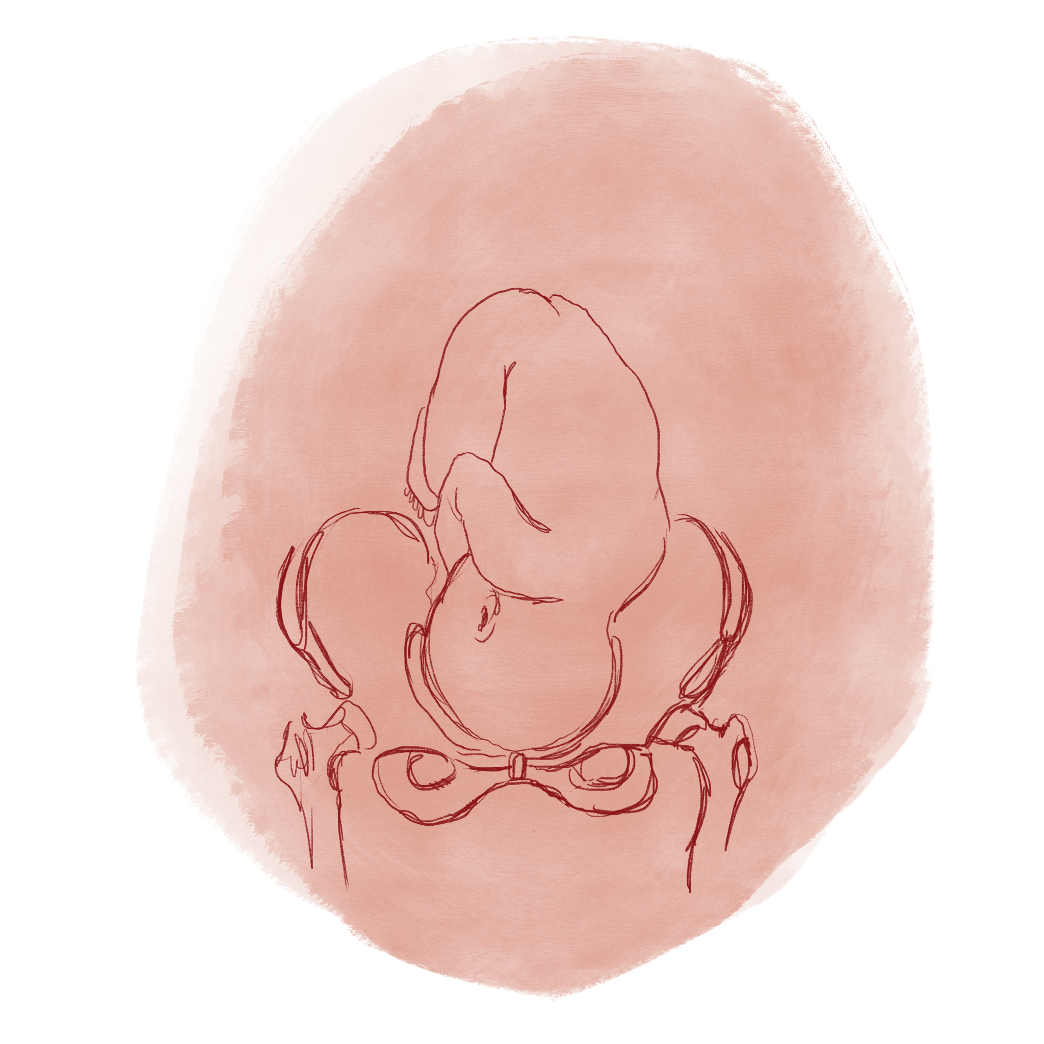 Sml_Baby_Pelvis_Colour_Outline_Orange_Background.png