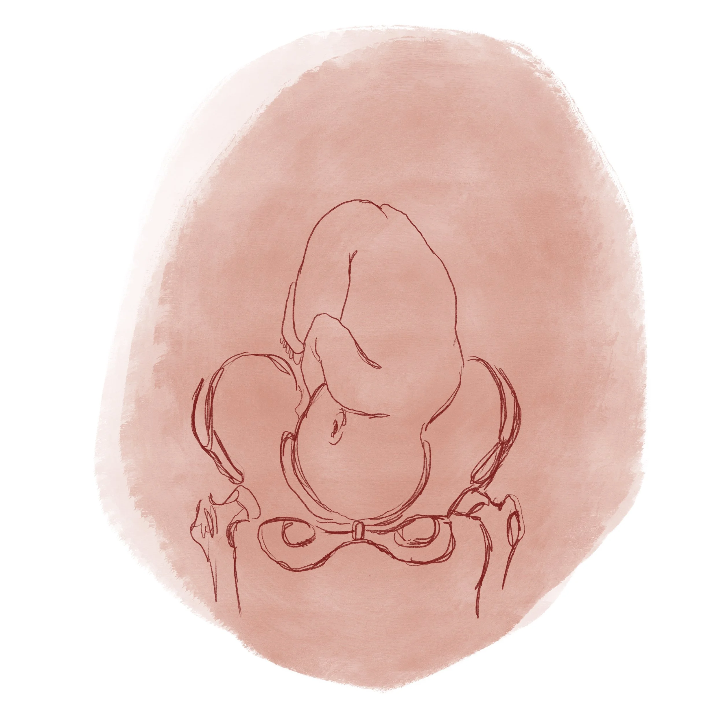 Lrg_Baby_Pelvis_Original_Layers.jpg
