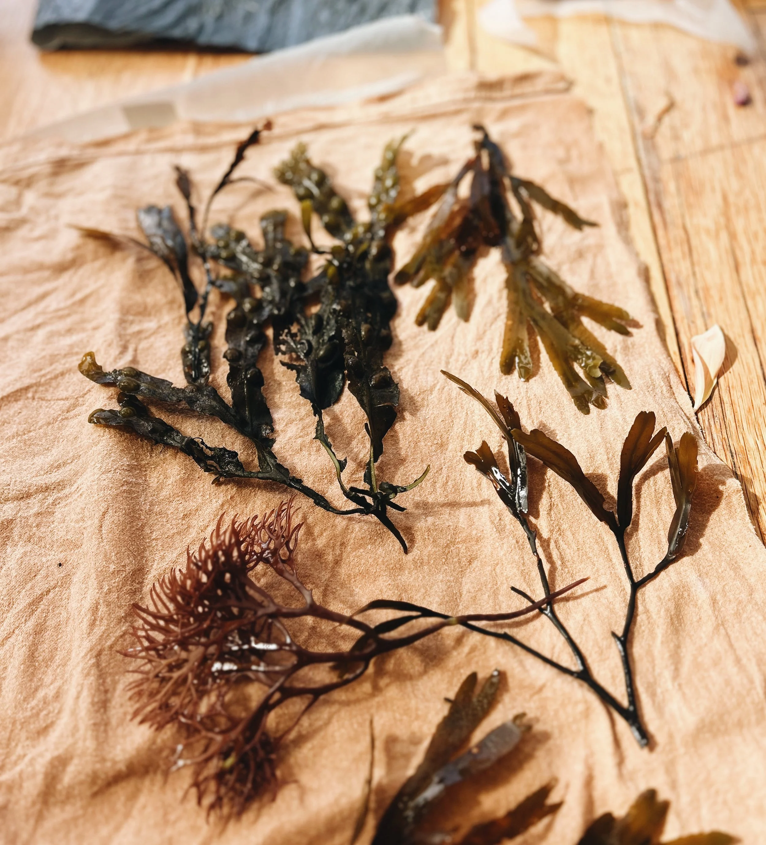 FullSizeRender_VSCO[1].jpeg (Copy)