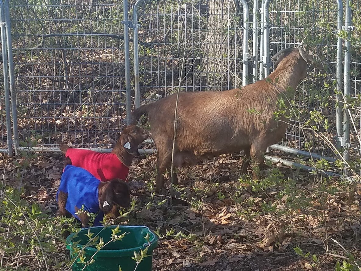 MommaBabyGoats.jpg