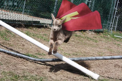 SuperHerogoat.jpg