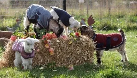 baby goats 1.jpg