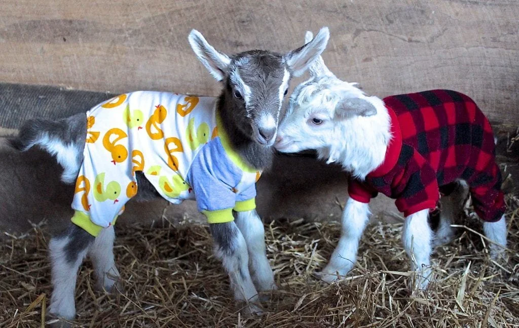 baby goats 3.jpg