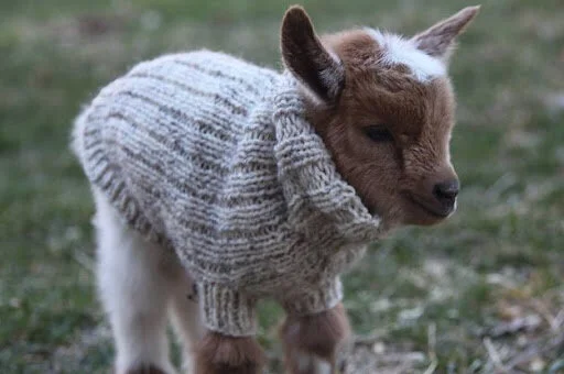 baby goat 2.jpg