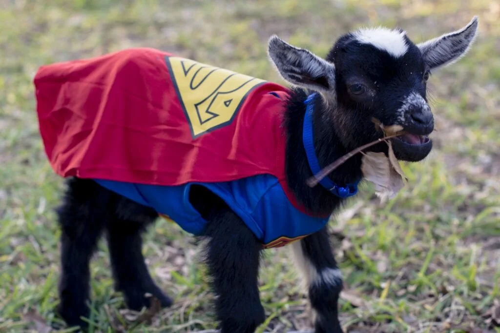 baby goat 5.jpg