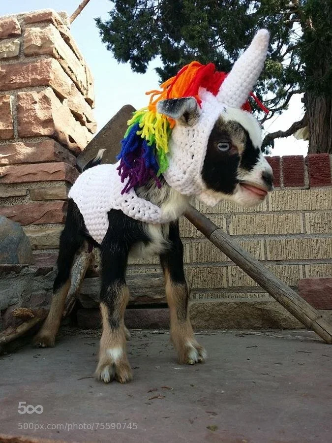 baby goat 6.jpg