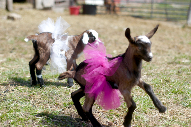 baby goats 7.png