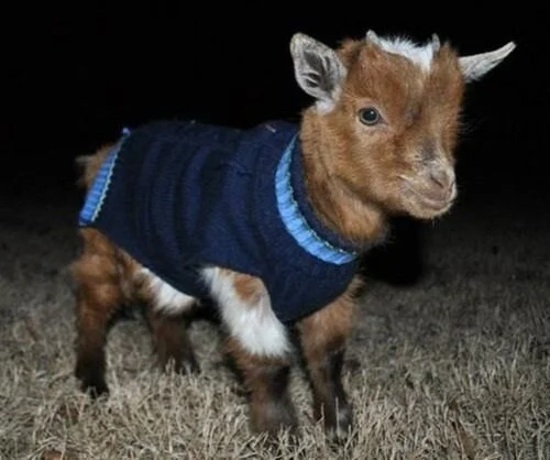 cute baby in sweater.jpg