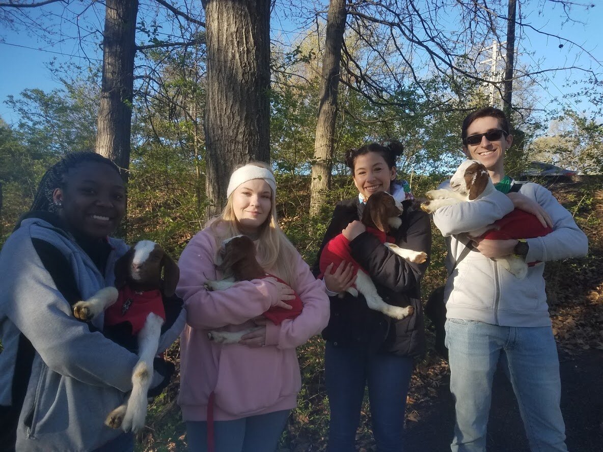 Baby Goats in CoatsThe highlight of GOAT Day