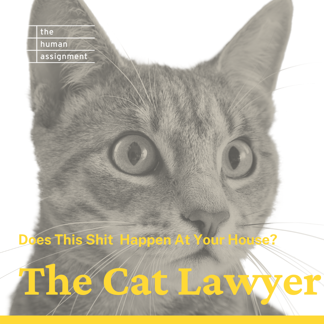 The Cat Lawyer