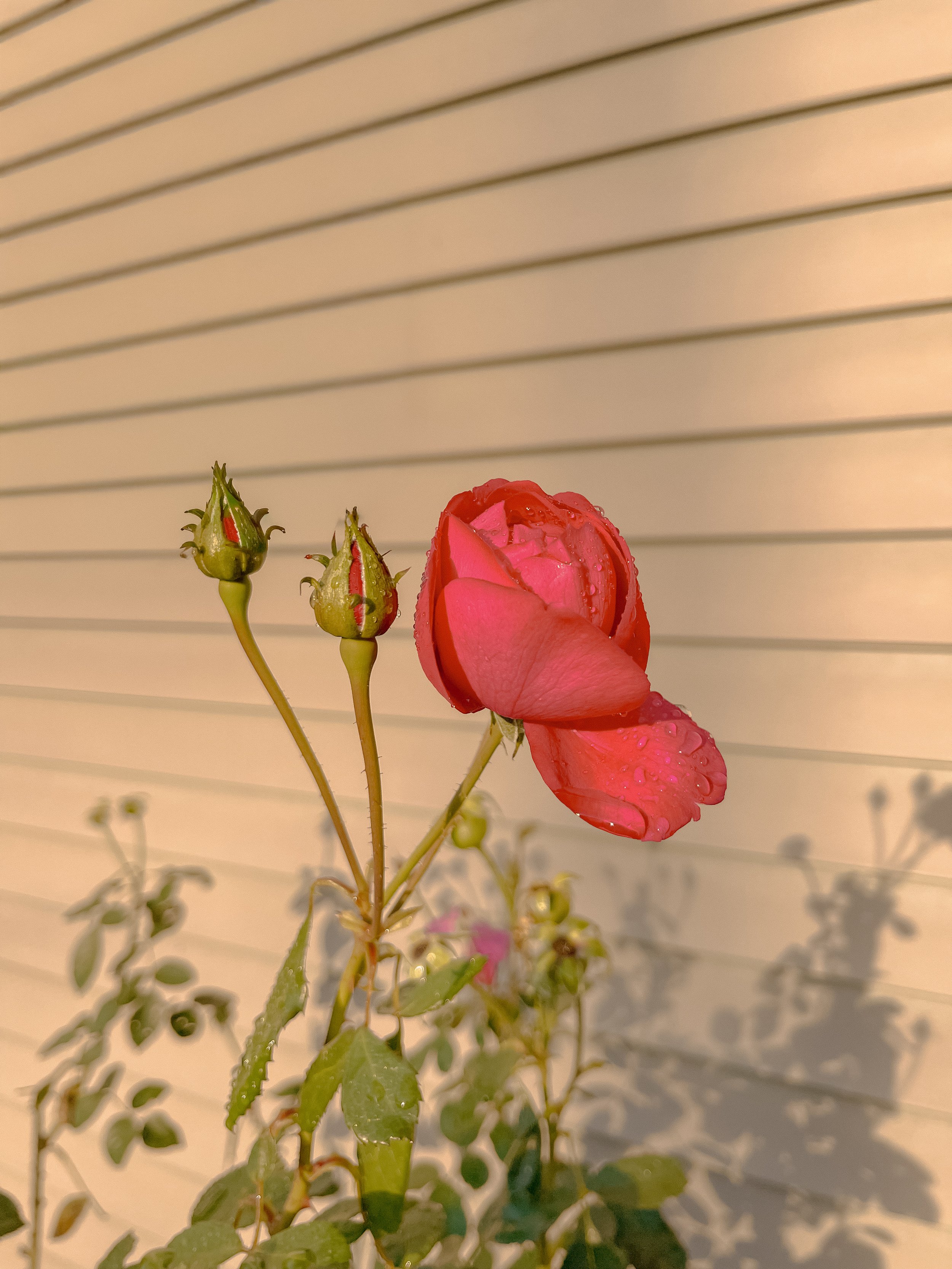 Rose - Grandpa:Mama.jpeg