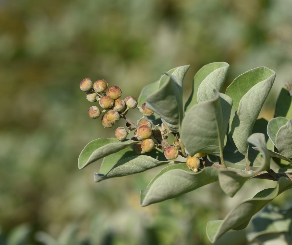 Vital Nutrients Vitex 750: Supporting a Healthy Menstrual Cycle | Puretyclinicshop.com