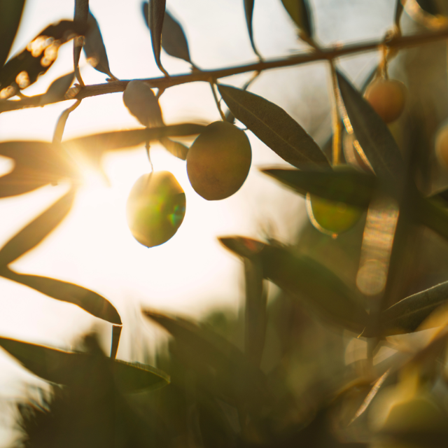 Olivirex: Biocidin's High Potency Olive Leaf Formula | Puretyclinicshop.com