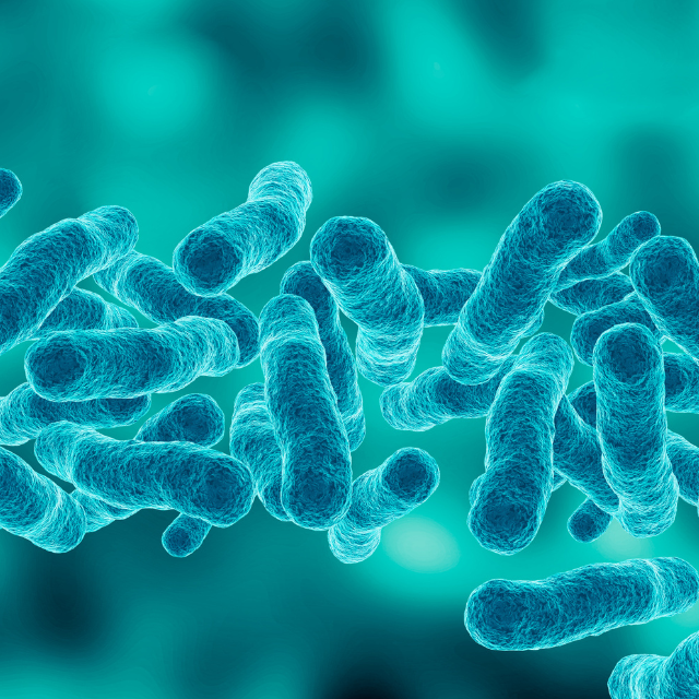 Microbiome Labs WheatRescue: Unlocking Digestive Freedom | Puretyclinicshop.com