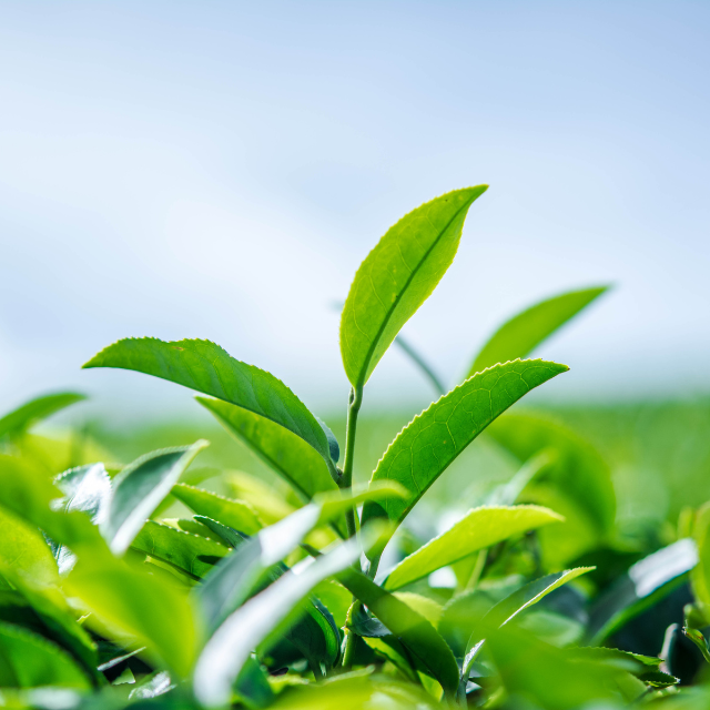 Integrative Therapeutics L-Theanine: Enhance Cognitive Function, Improve Sleep, and Manage Stress | Puretyclinicshop.com