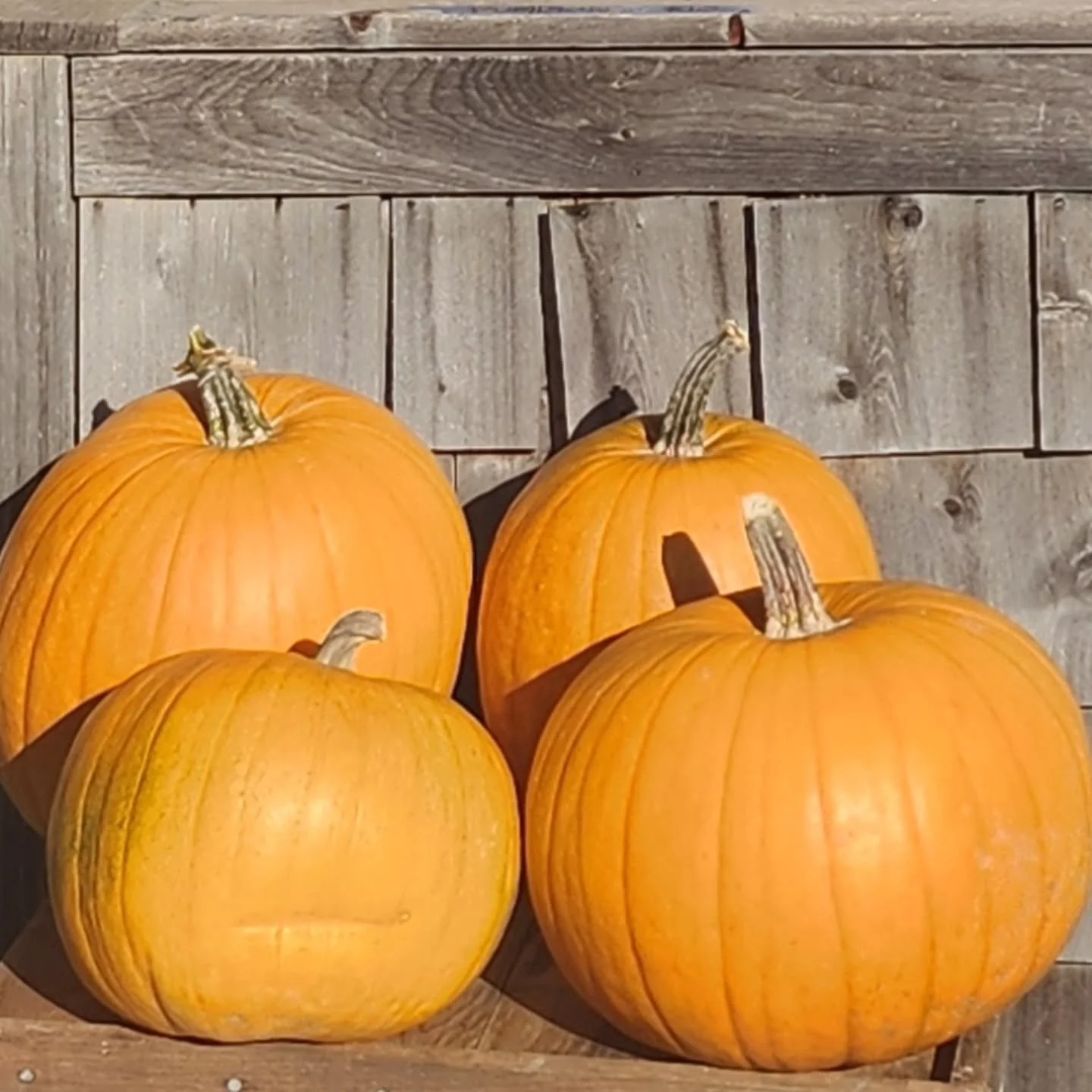 Stop by the Blue Hill Farmer's Market for the best local produce that autumn has to offer. Local producers, artisans and great gift ideas.
Music by Mike and Susie Fay. πΆ π΅