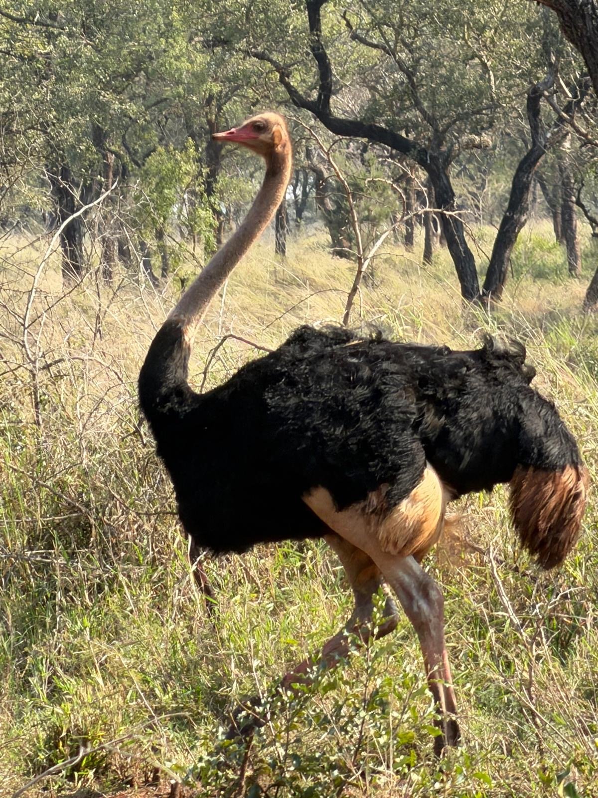 d9716774-south african ostrich?.JPG