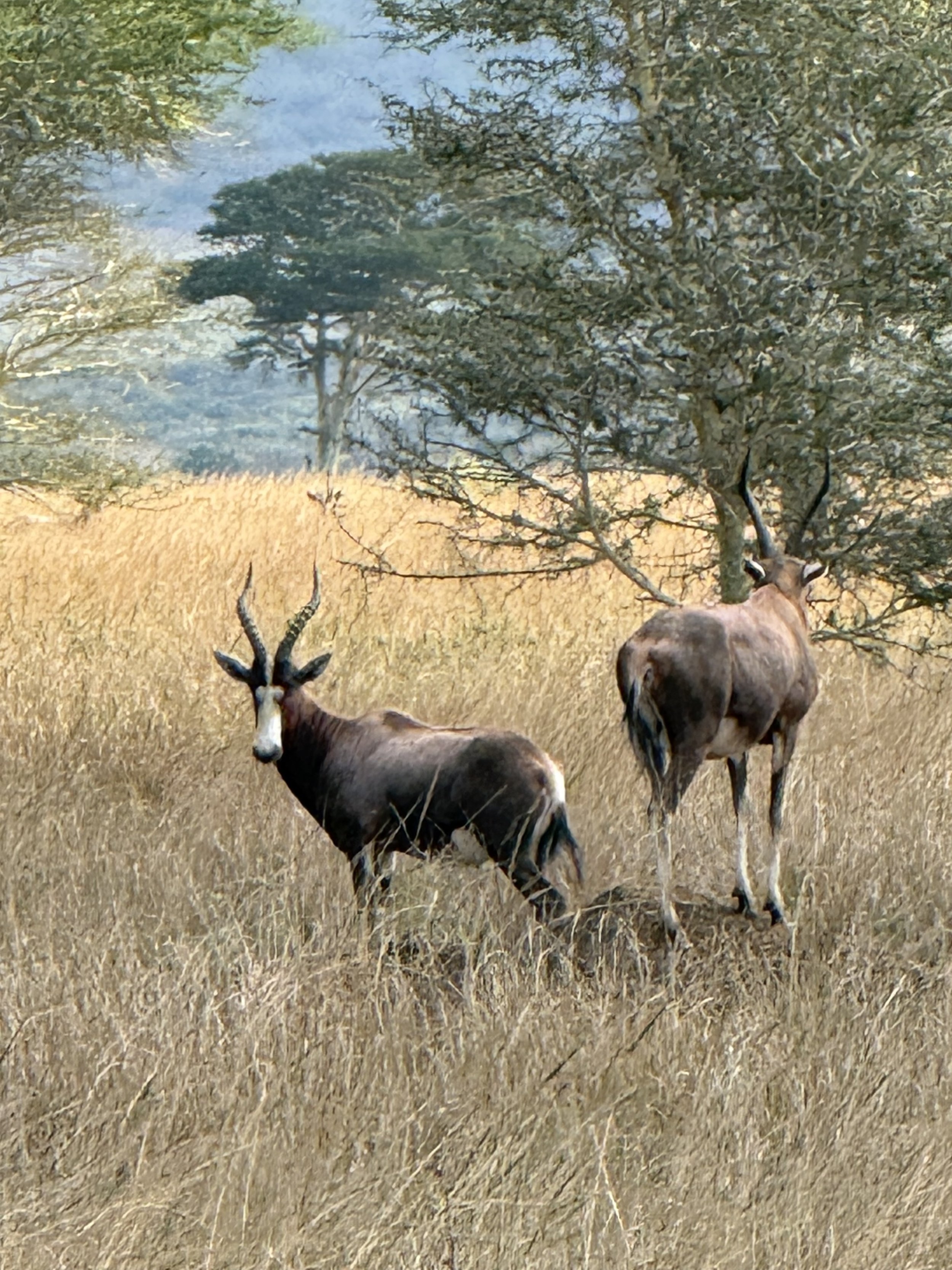 IMG_7112_blesbok?.jpeg