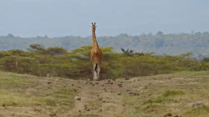 Giraffe Facts — Anne Innis Dagg (AID) Foundation