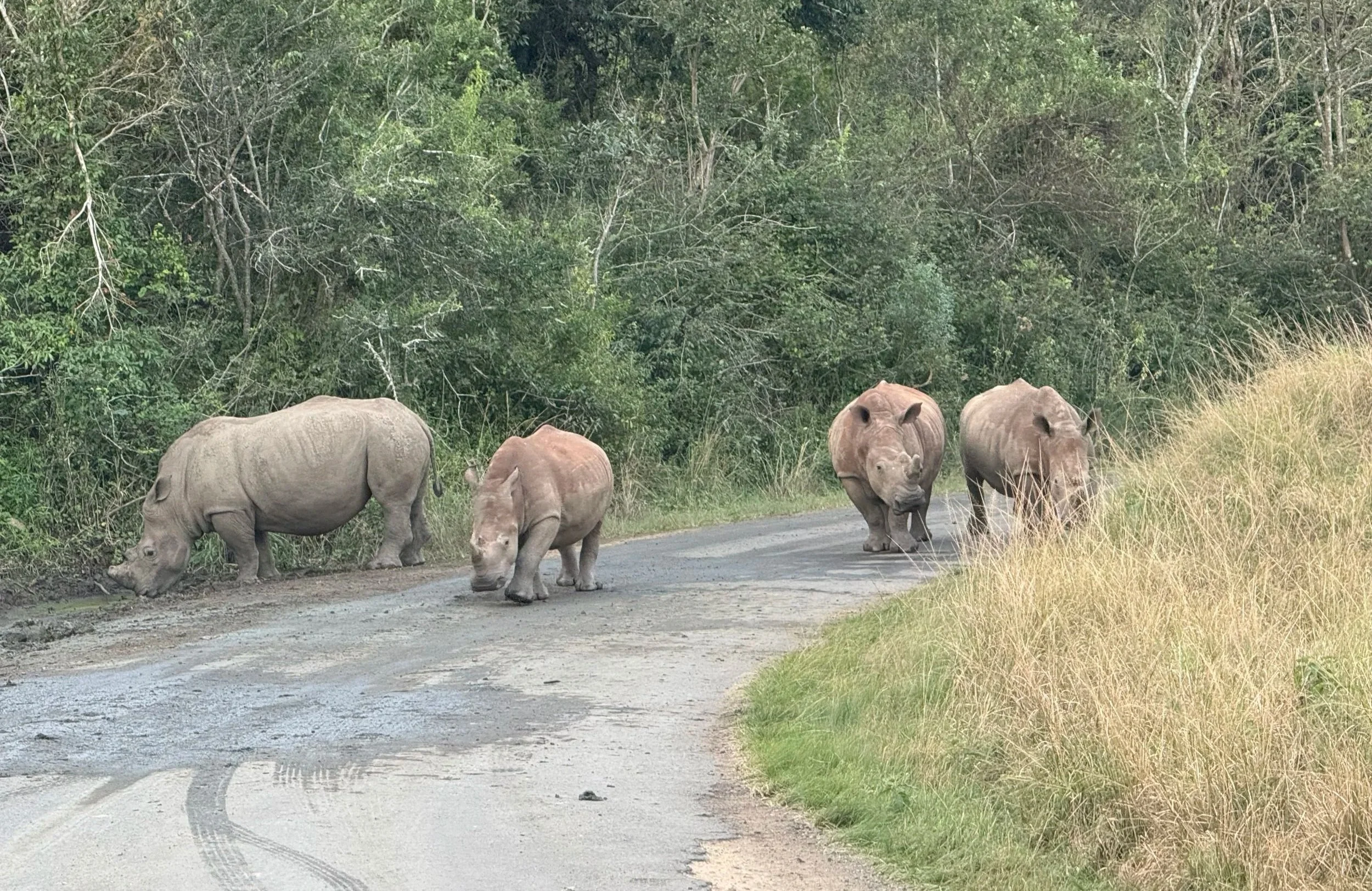 IMG_6243_4+rhinos+on+the+road.jpg
