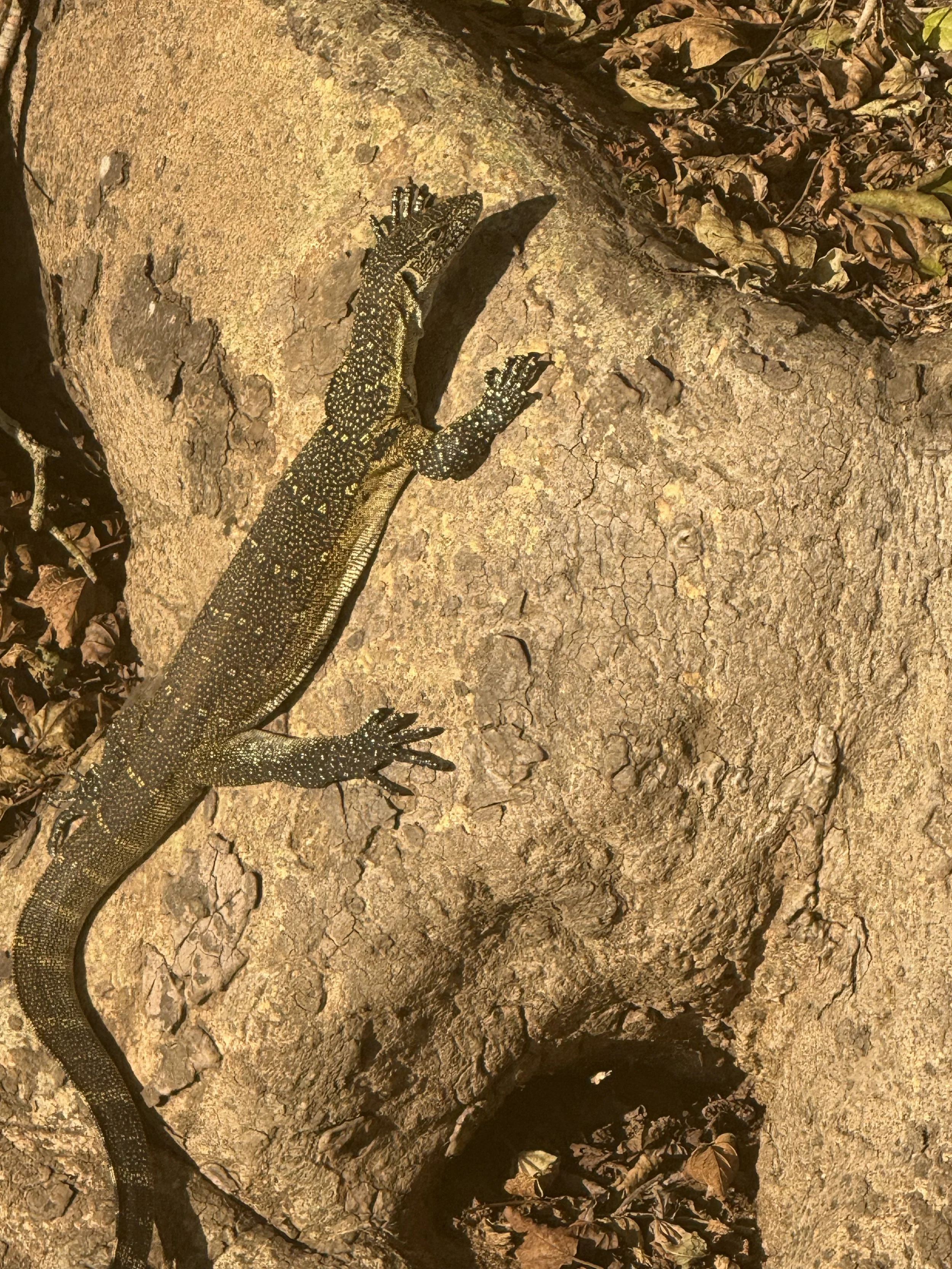 IMG_6214_nile monitor?.jpeg